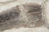 Cretaceous Swordfish (Protosphyraena) Pectoral Fin - Kansas #197482-5